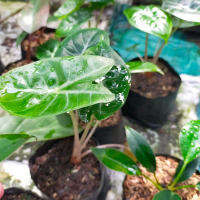 Alocasia Pink Dragon | Tanaman Hias Alokasia