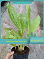 anggrek coelogyne celogen asperata dewasa cantik istimewa (RA&TH)