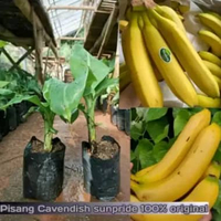 Bibit Pisang Cavendish kuning ORI, Tabulampot, Premium Super, cepat berbuah