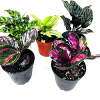 Calathea Party of 2 Live Plants 'Unique