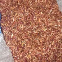 Beras Merah Pakan 500gram Cocok untuk Pakan Ternak Ayam Bebek Unggas dan Ternak Lainnya