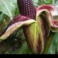 Biji benih jagung ketan ungu