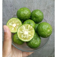 Jeruk Limau Segar, Jeruk Sambal untuk Masakan dan Minuman Food