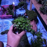 anubias petit tanaman sintetis hiasan aquarium