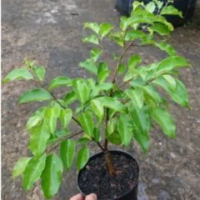 Bibit Beringin Benjamina Ficus Benjamina Bahan Bonsai Unggul