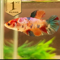 Paket Koloni (Isi10)Cupang Betina Multicolor Ikan Hias Aquascape Hiasan Aquarium Tanaman