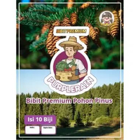 Bibit Premium Pohon Pinus | Biji Benih Pohon Pinus Merkusi
