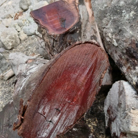 nagasari/ kayu nogosari