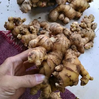 jahe gajah jahe putih pres 1kg