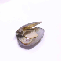 Freshwater oyster leather with 1 Pearl seed shape rice sized 5-6mm *