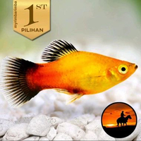 Platy Black Sunset (Isi 2) Ikan Hias Aquascape Hiasan Aquarium Tanaman Air -