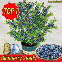 (30เมล็ด/ซอง) Bonsai Blueberry Seeds for Planting Edible Dwarf Blueberry Seeds Fresh Fruit Seeds