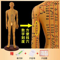 全城熱賣 - 中醫針灸穴位人體模型教學全身十二經絡圖小皮人軟膠扎針練習模特升級版62cm銅色男模硬款