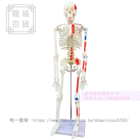 45 85 170cm人體骨骼模型骨架人體模型骷髏教學脊椎全身