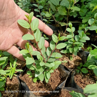 Bibit Bidara Arab Asli Pohon Bidara Arab