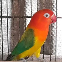 BURUNG LOVEBIRD BIOLA EWING GREEN satuan