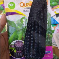 BENIH JAGUNG PULUT DAN MANIS