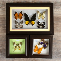 真蝴蝶標本相框工藝裝飾品兒童墻畫生日禮品教學用具識昆蟲掛擺件