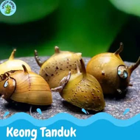TANDUK keong hiasan aquarium keong tanduk hiasan aquascape