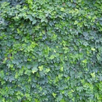 paket 10 tanaman creeping ficus-creeping fig- flexi flexi climbing Dolar kecil- Dolar miini - tanama