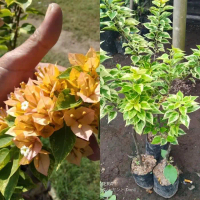 PROMO!!TANAMAN HIAS BUGENVIL SINGAPORE VARIEGATA ORIGINAL