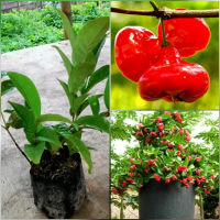 Bibit jambu air merah / Pohon jambu kancing merah