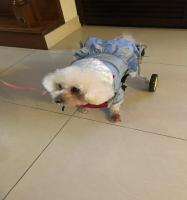 狗輪椅后肢癱瘓寵物代步車殘疾狗狗后腿輔助貓泰迪大型小型犬支架