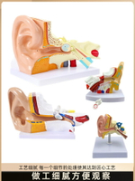耳朵模型人耳解剖采耳教學培訓耳鼻喉科教學展示內耳結構醫學模型