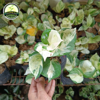 tanaman gantung Epipremnum manjula photos - srigading keong
