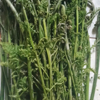 Pakis Sayur Segar Alami Kemasan 500gram