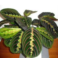 Tanaman Hias Calathea Striped Pink Daun