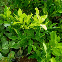 Bibit pohon jeruk purut daun jeruk untuk masak