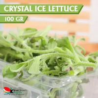 Lettuce Crystal Ice Inagreen Farm Bandung