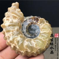 天然羊角螺化石菊石化石原石標本 古生物化石招財轉運實物圖58克