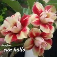 adenium grftingan bunga tumpuk