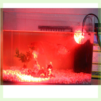 紅色紅光夜間led燈增色燈管魚缸照明燈led裝飾燈防水射燈水下