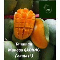 BENIH MANGGA GADUNG SUPER PREMIUM DENGAN KUALITAS TERBAIK ( bbt mangga gadung  )