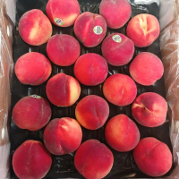 PEACH BUAH PER 1 PCK BUAH PEACH 1KG BUAH PEACH AUSTRALIA