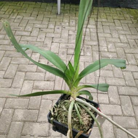 Dewasa Rhyncostilis Gigantea anggrek ekor rubah siap bunga dikirim dengan pot dan media tinggal rawa