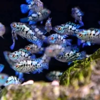 Siklid EBJD ( Elektrik Blue Jack Demsey ) - ikan hias cichlid siklid EBJD