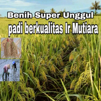 Benih Padi super unggul padi berkualitas Ir mutiara Kemasan 10Kg