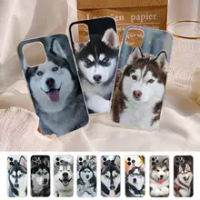Siberian Husky Sled Dog Phone Case Silicone Soft for iphone 14 13 12 11 Pro Mini XS MAX 8 7 6 Plus X XS XR Cover