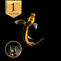 Baby Koi Kabuto Golden Slayer Ikan Hias Kolam Aquarium Aquascape -