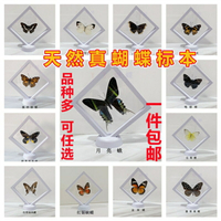 天然真蝴蝶昆蟲標本軟膜盒裝 幼兒園教學科普教具PET軟膜相框收藏