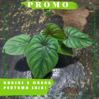 Tanaman Hias Philodendron Plowmanii Black Face - Plowmanii Dark Form