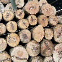 5 Kg Paku S Paku Klem Paku Sengon Paku Log Paku Albasia Promo !