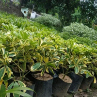 tanaman hias walisongo varigata - pohon wali songo varigata