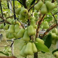 indukan jambu air madu deli hasil cangkok boleh COD