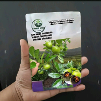 benih tanaman black sapote cepat berbuah