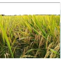BENIH PADI CIHERANG BERUANG KEMASAN 1KG Hijau Kuning Putih Tanaman Biji Daun